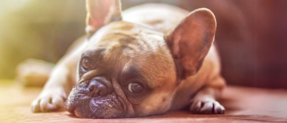 Auf dem Boden liegende Französische Bulldogge hätte gerne eine Hundehaftpflicht von Finanzmakler Kempinski