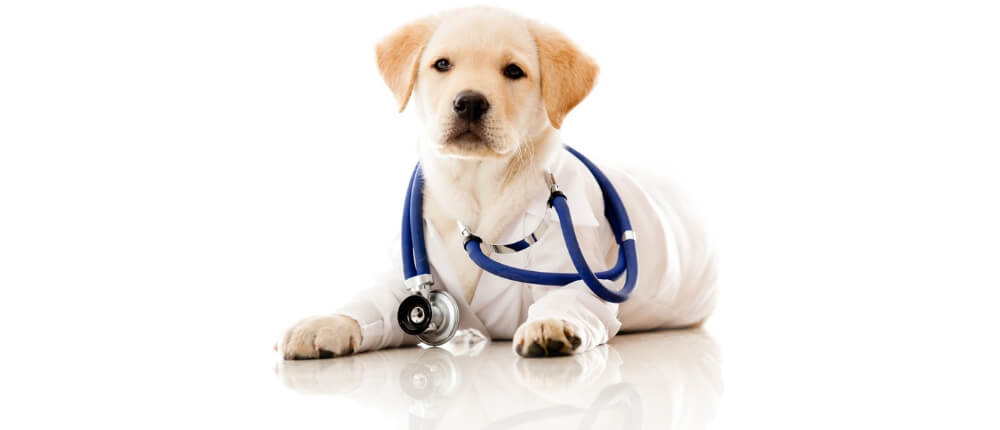 Junger Labrador als Tierarzt verkleidet wirbt für Tierkrankenversicherung.